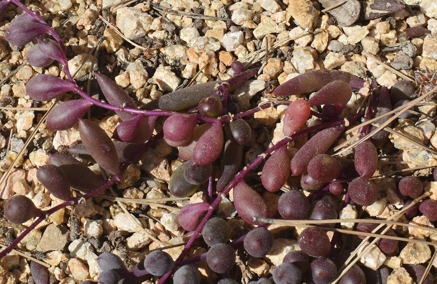 Image of genus Crassothonna specimen.