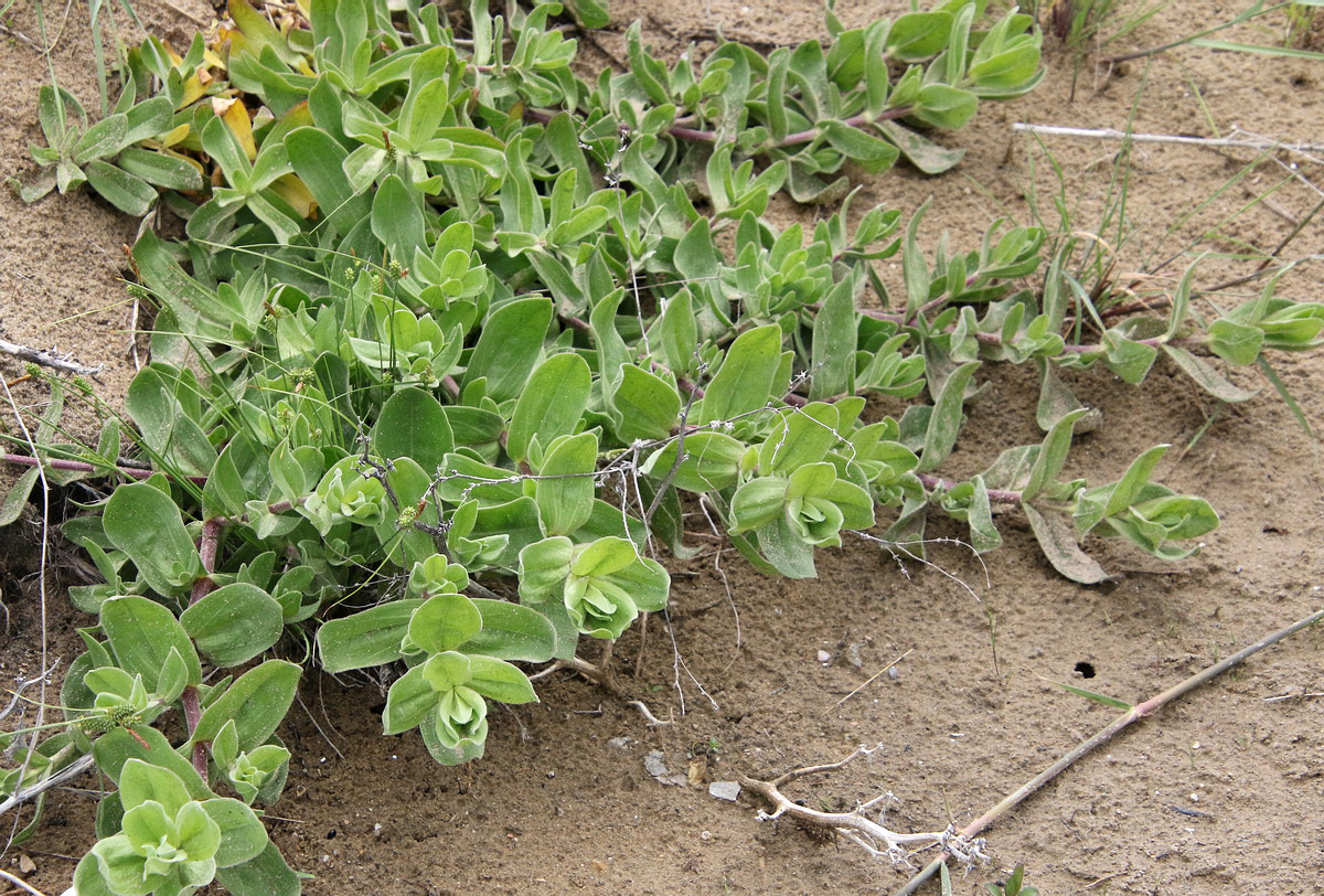 Image of Gypsophila perfoliata specimen.