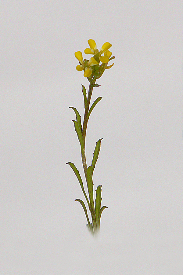 Image of Erysimum repandum specimen.