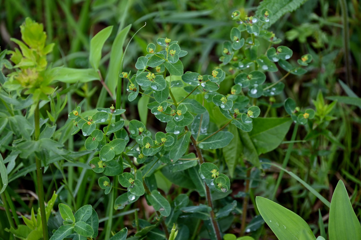 Image of Euphorbia jenisseiensis specimen.
