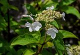 Hydrangea paniculata