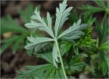 Potentilla argentea