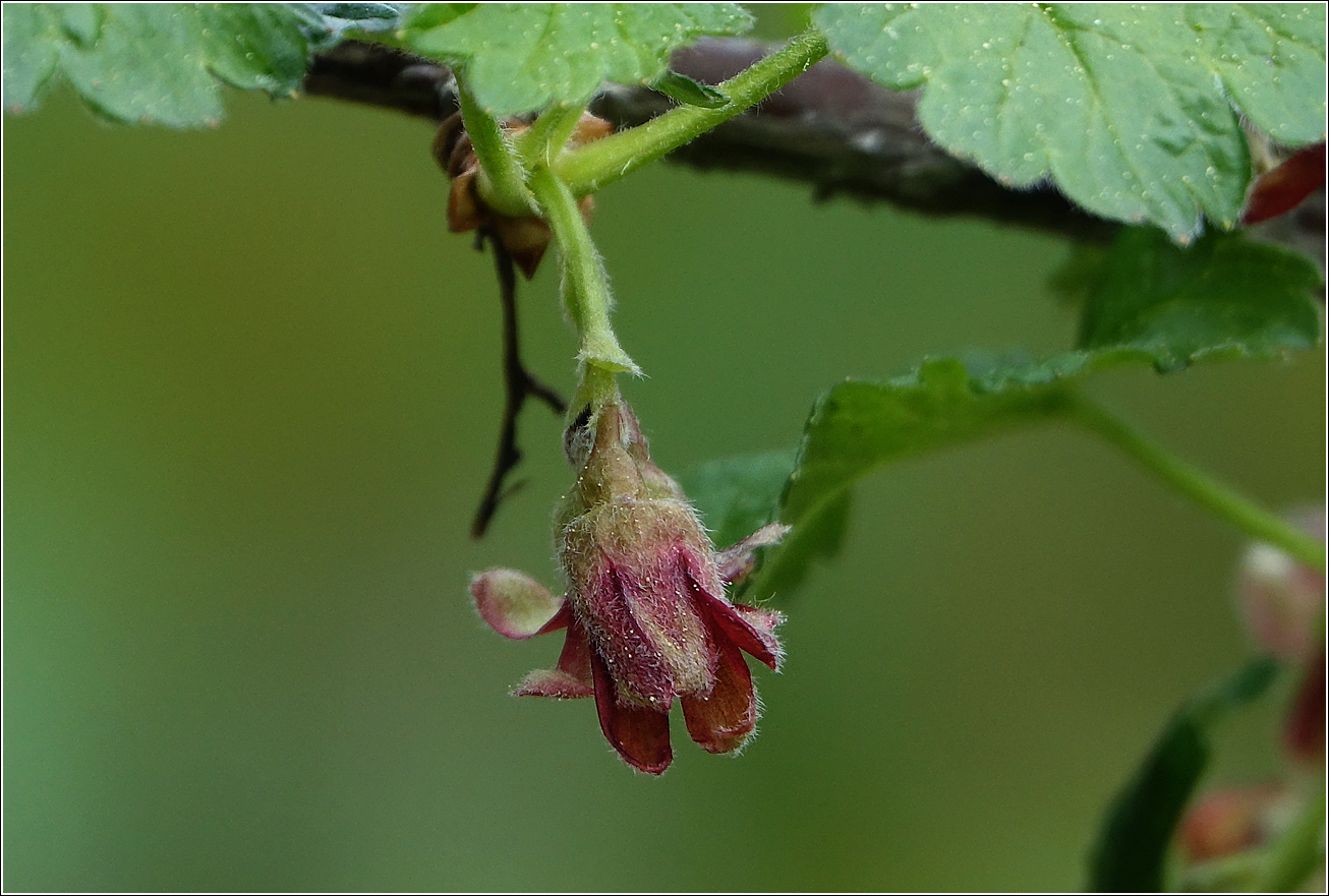 Изображение особи Ribes &times; nidigrolaria.