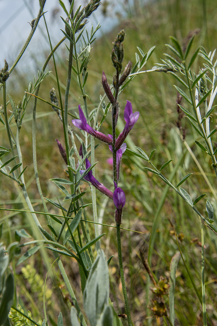 Image of Astragalus varius specimen.