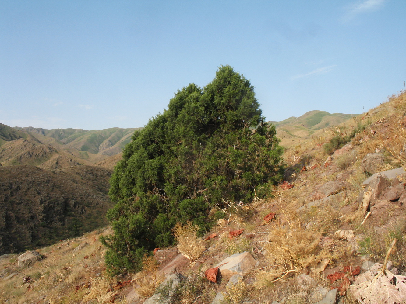 Image of Juniperus semiglobosa specimen.