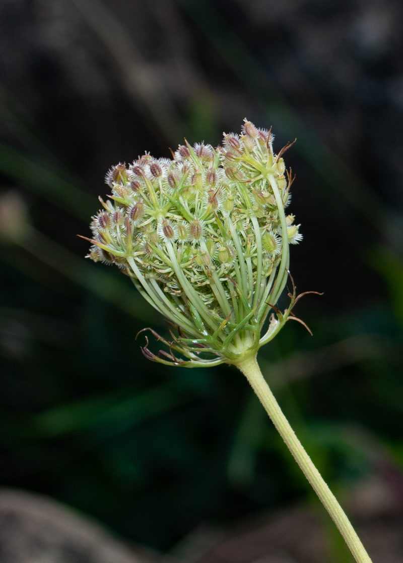 Image of Daucus carota specimen.