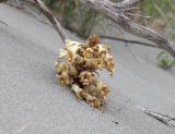 Cistanche flava. Отцветающее растение. Узбекистан, Ферганская обл., Язъяванский р-н, Язъяванские пески, частично закреплённые дюны. 17 мая 2023 г.