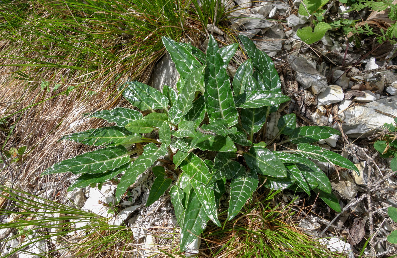 Image of Saussurea jadrinzevii specimen.