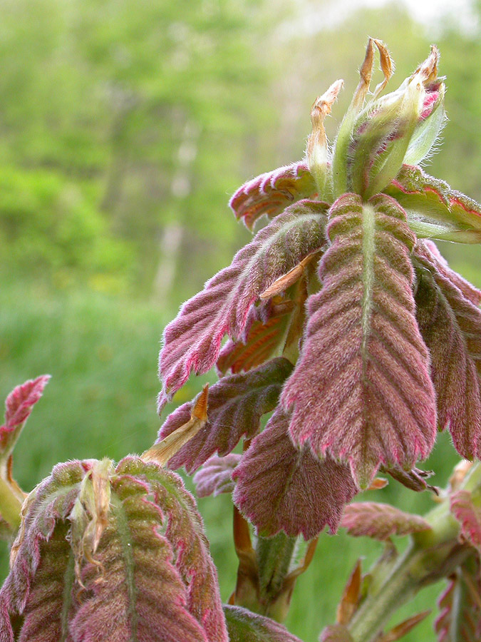 Image of Quercus dentata specimen.