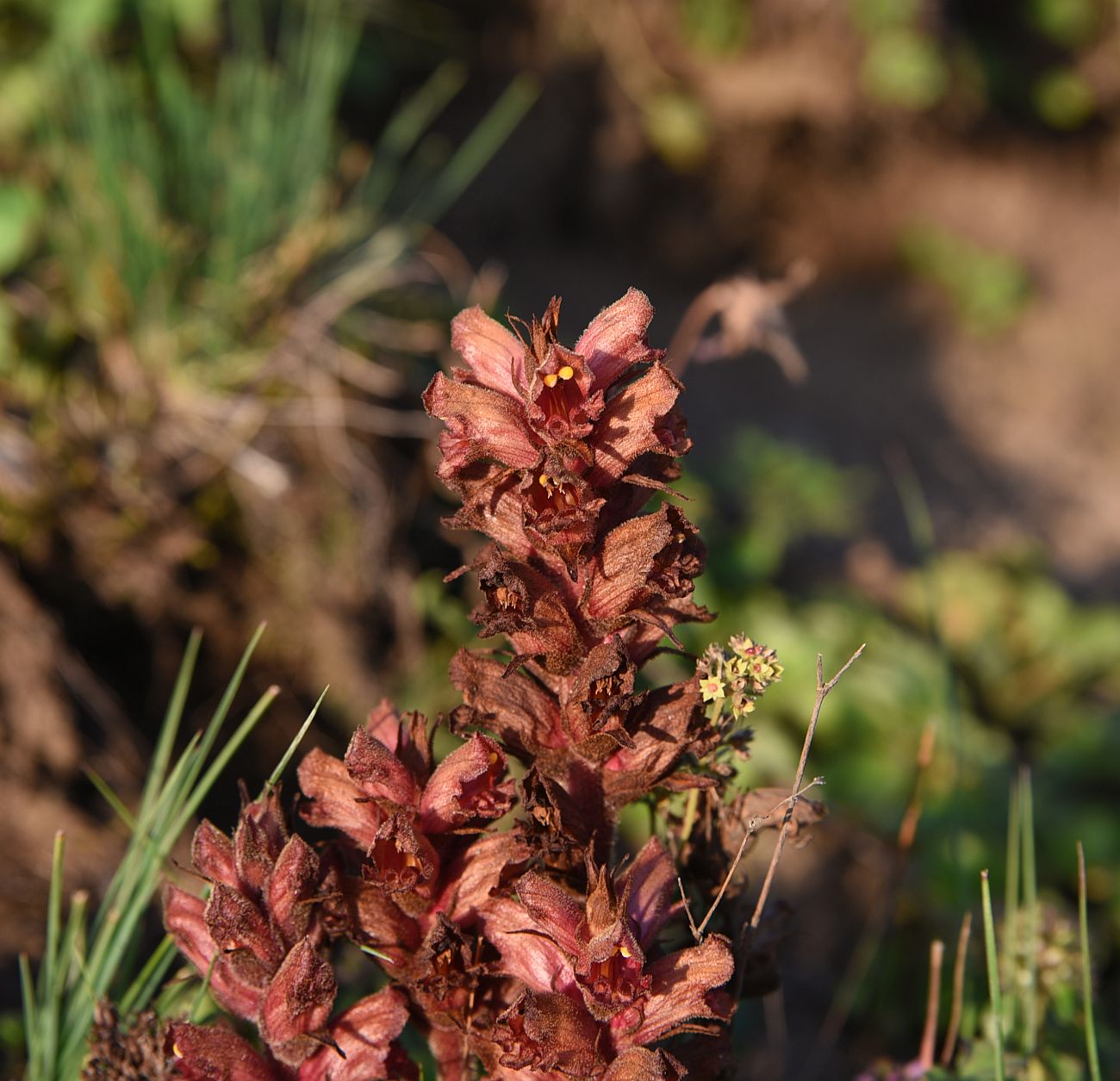 Image of genus Orobanche specimen.