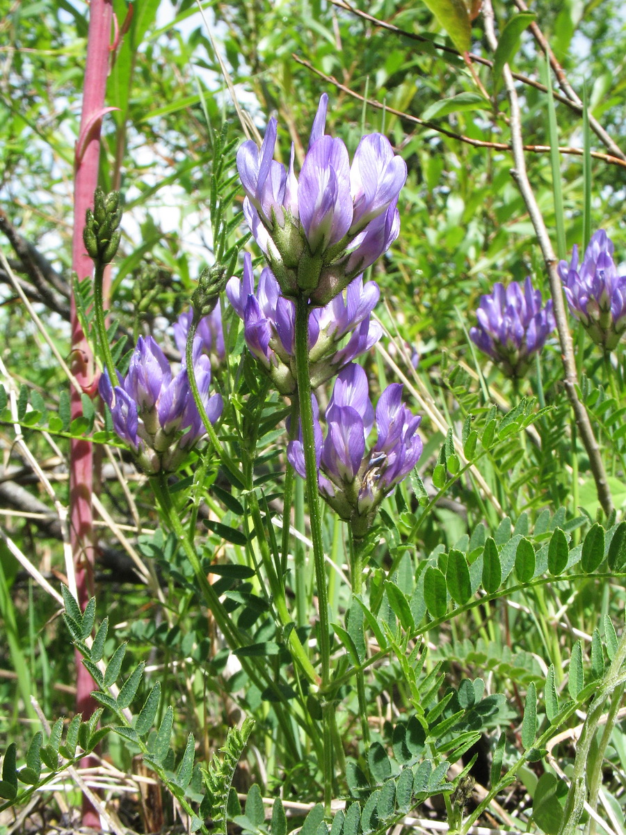 Image of Astragalus danicus specimen.