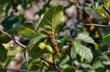 Duschekia fruticosa. Верхушка ветви с соцветием и незрелыми соплодиями. Хабаровский край, р-н им. Полины Осипенко, долина р. Нилан, каменистый берег реки. 17.07.2021.