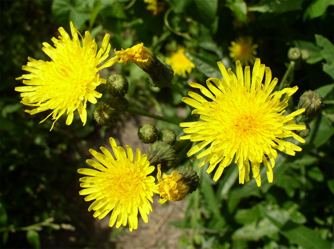 Изображение особи Sonchus arvensis.