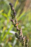 род Chenopodium. Верхушка плодоносящего растения. Нижегородская обл., Володарский р-н, окр. пос. Дубки; берег р. Ока, высокотравный луг. 15.09.2023.