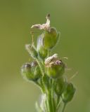 Veronica gentianoides