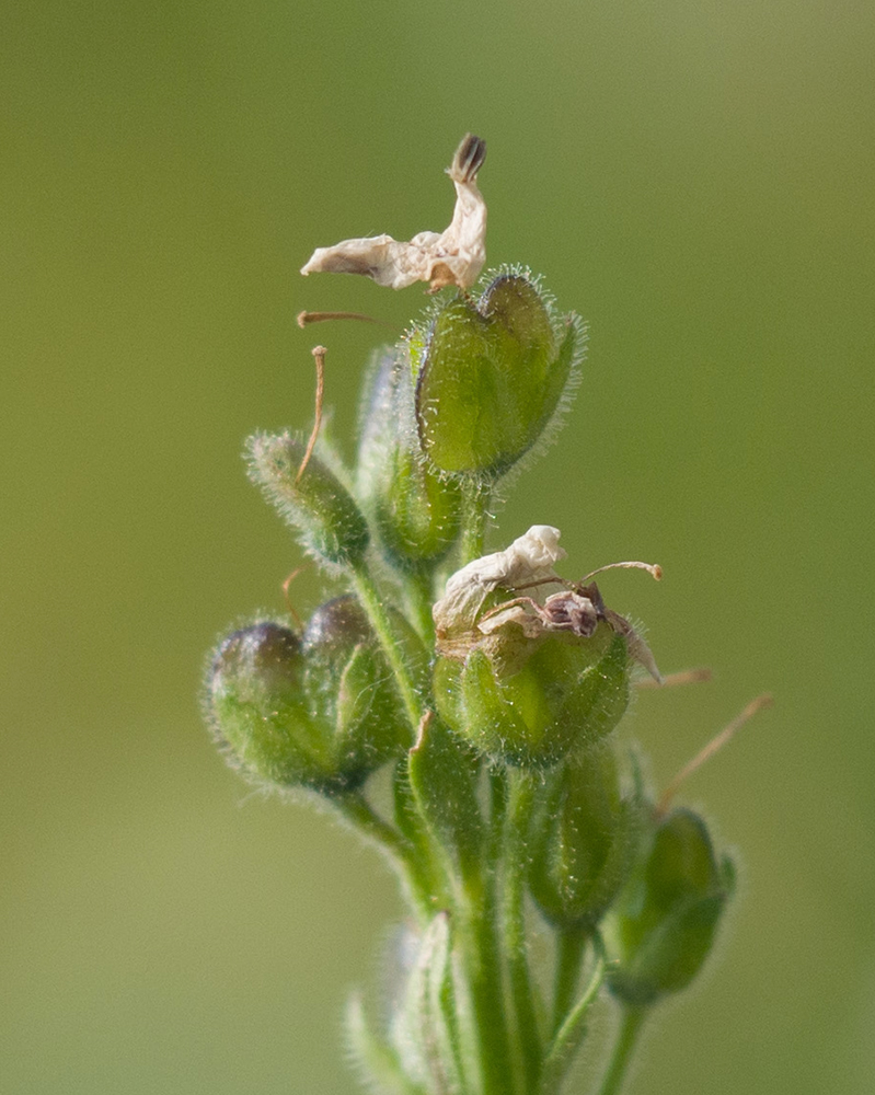 Image of Veronica gentianoides specimen.