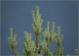 Pinus sylvestris. Ветви с молодыми побегами на верхушке дерева (на фоне грозового облака). Московская обл., Раменский р-н, окр. дер. Хрипань, садовый участок. 26.06.2023.