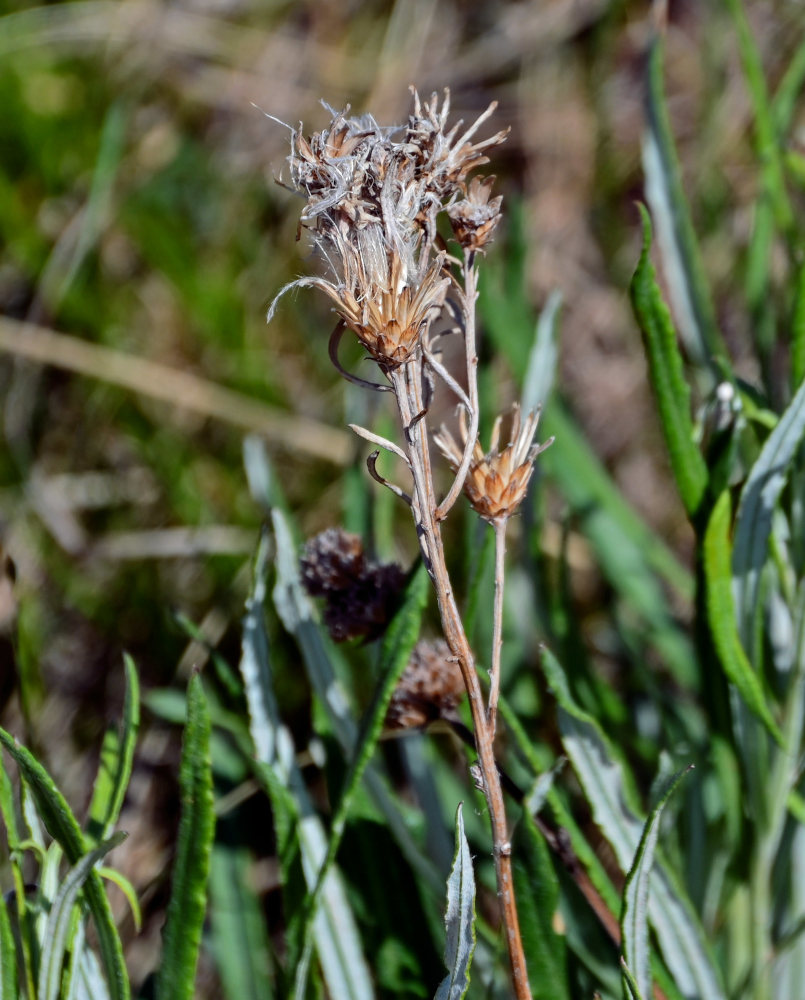 Image of Jurinea multiflora specimen.