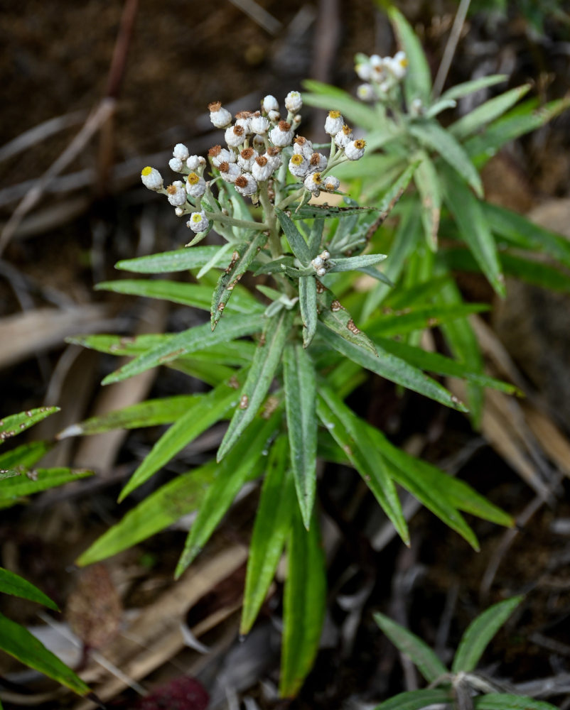 Image of Anaphalis margaritacea specimen.