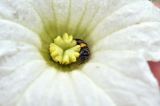 Coccinia grandis. Центральная часть цветка с фуражирующей пчелой. Таиланд, Бангкок, Донмыанг, жилой квартал, у забора, в культуре. 11.09.2023.