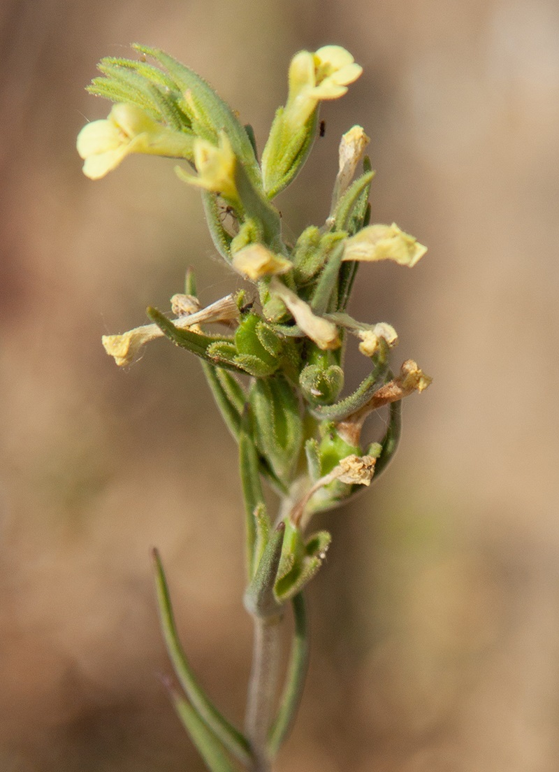 Изображение особи Macrosyringion glutinosum.