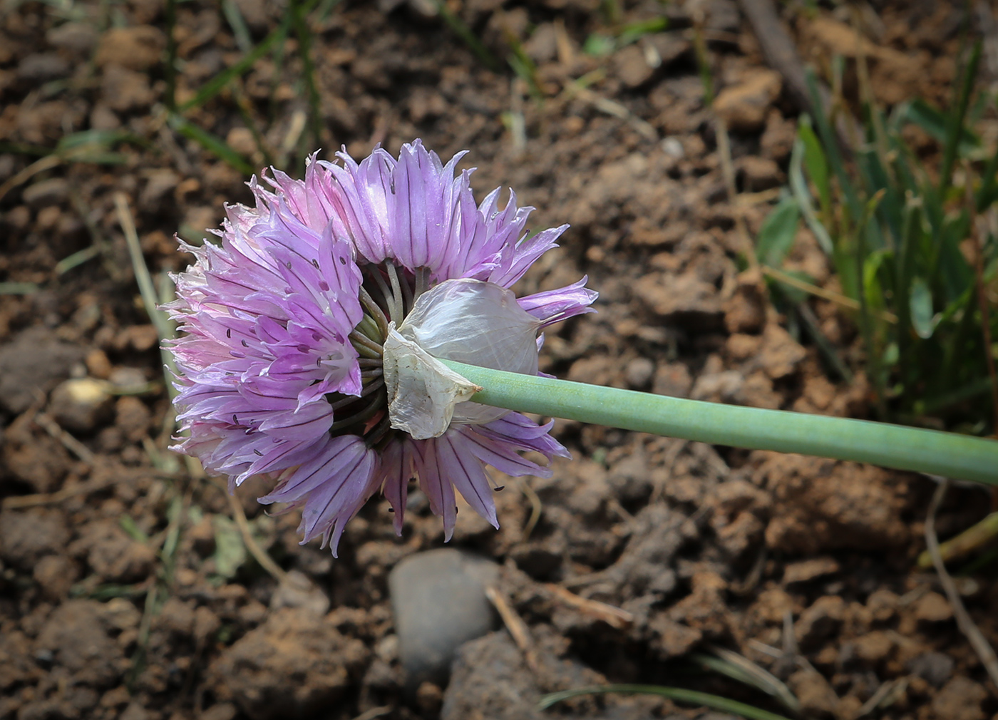 Изображение особи Allium schoenoprasum.