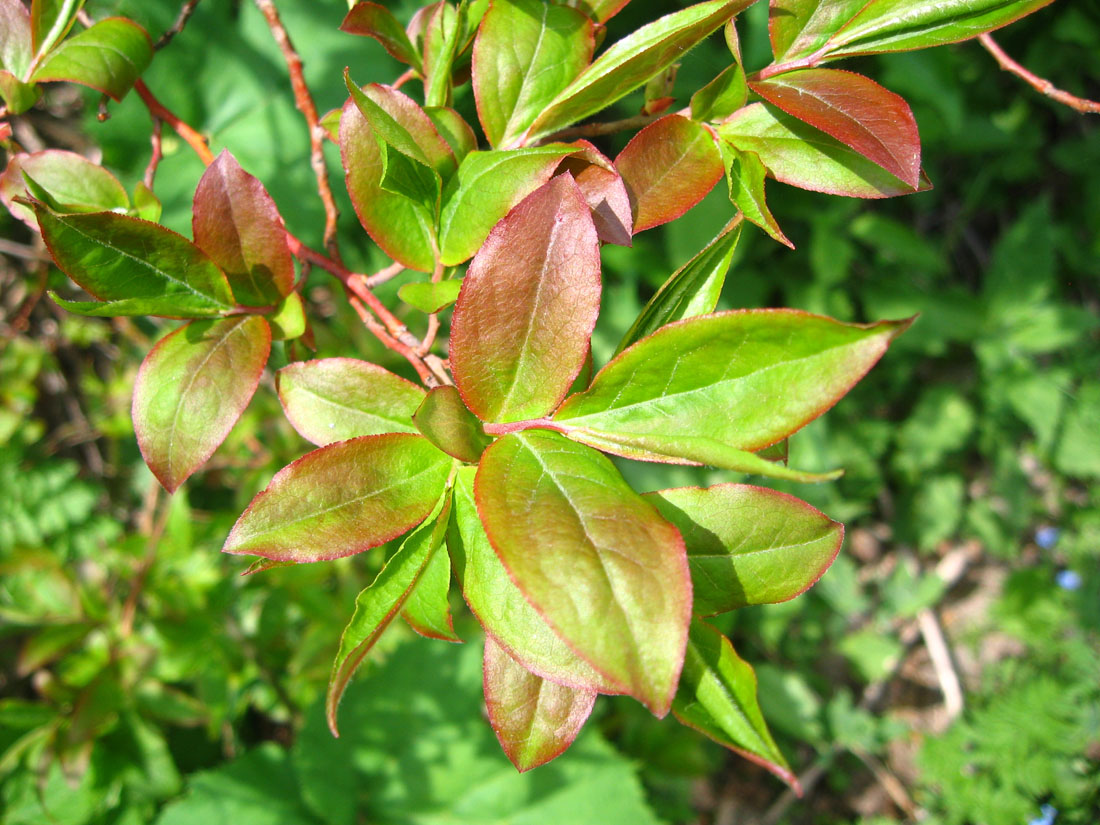 Image of Vaccinium arctostaphylos specimen.