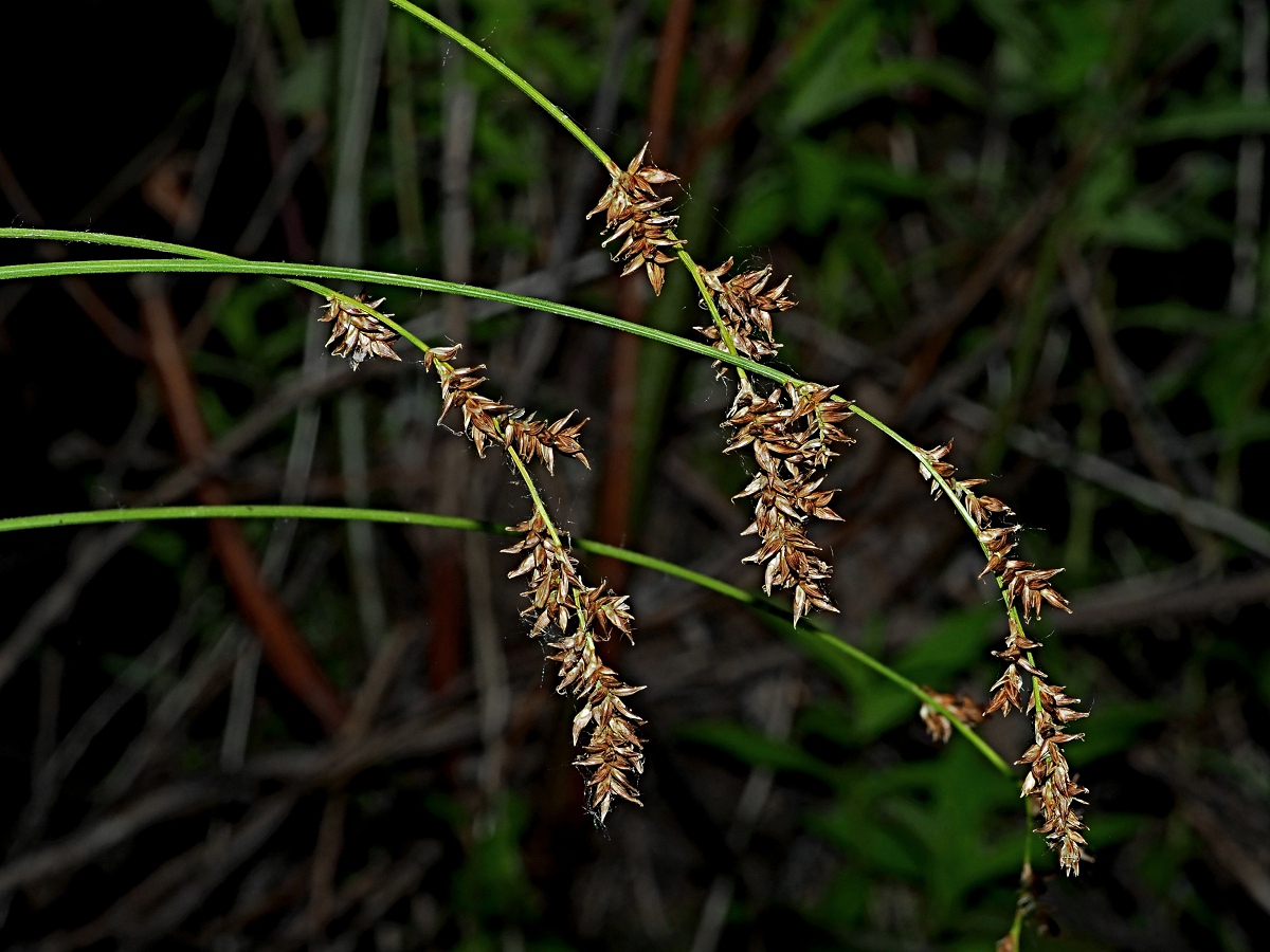 Image of Carex elongata specimen.