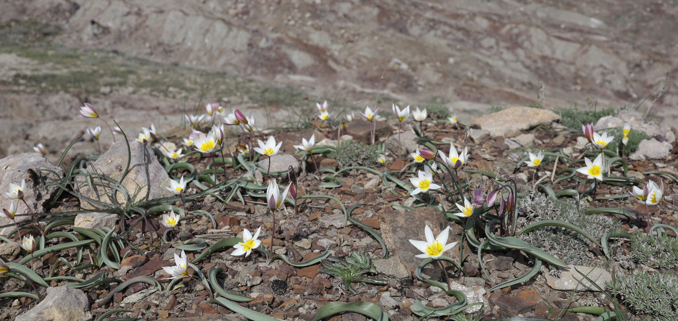 Изображение особи Tulipa biflora.