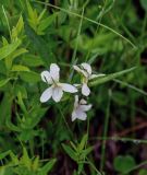 genus Viola. Верхушка цветущего растения. Красноярский край, Берёзовский р-н, долина р. Мана, опушка смешанного леса. 06.06.2022.