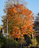 Acer platanoides