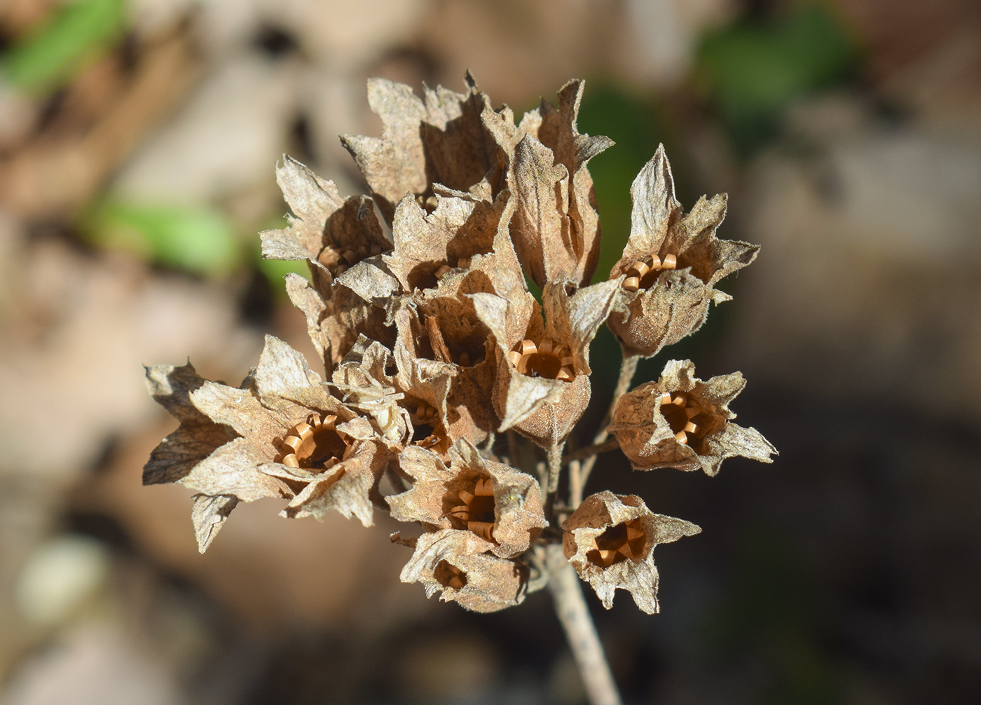 Image of Primula veris specimen.