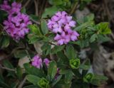 Daphne woronowii