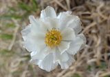 Trollius lilacinus