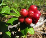 Vaccinium vitis-idaea