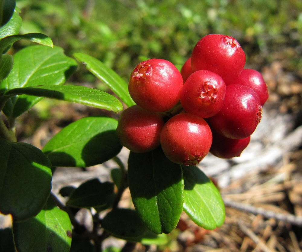 Изображение особи Vaccinium vitis-idaea.