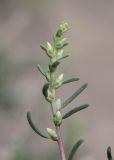 Salsola arbusculiformis