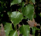 Betula pendula