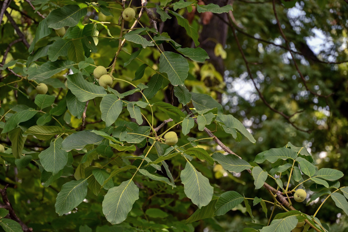 Image of Juglans regia specimen.
