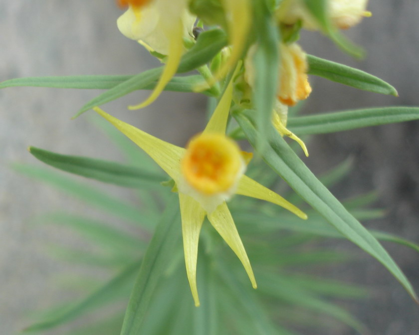 Image of Linaria vulgaris specimen.