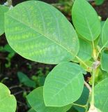 Magnolia &times; soulangeana