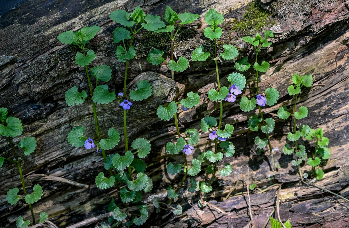 Image of Glechoma hederacea specimen.