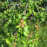 Malus domestica. Ветви с плодами. Тверская обл., Весьегонский р-н, берег р. Себла у дер. Беняково. 23.07.2010.