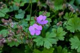 Geranium macrorrhizum