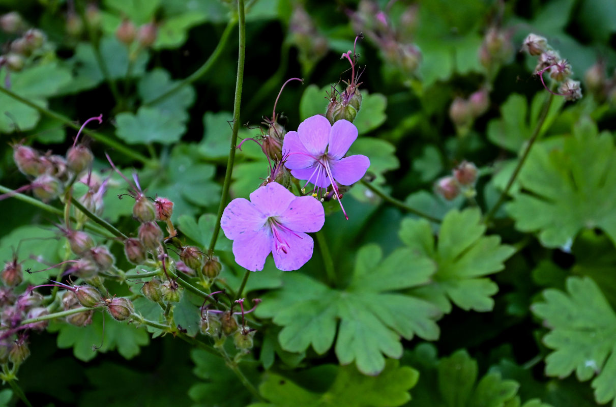 Изображение особи Geranium macrorrhizum.