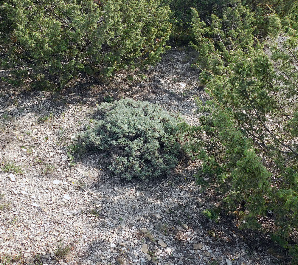 Image of Astragalus arnacanthoides specimen.