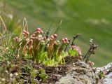 Sempervivum pumilum
