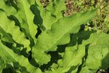 Symphytum officinale. Листья. Беларусь, Витебская обл., пос. Езерище, выкашиваемый суходольный луг у обочины дороги. 22.08.2024.