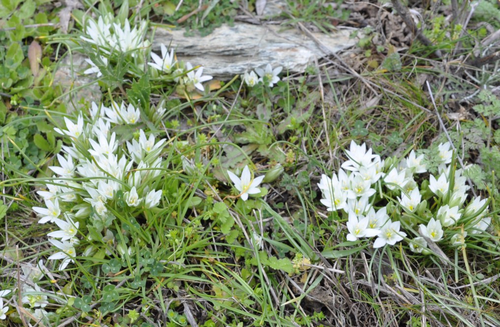 Изображение особи Ornithogalum sibthorpii.