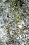 Poa versicolor